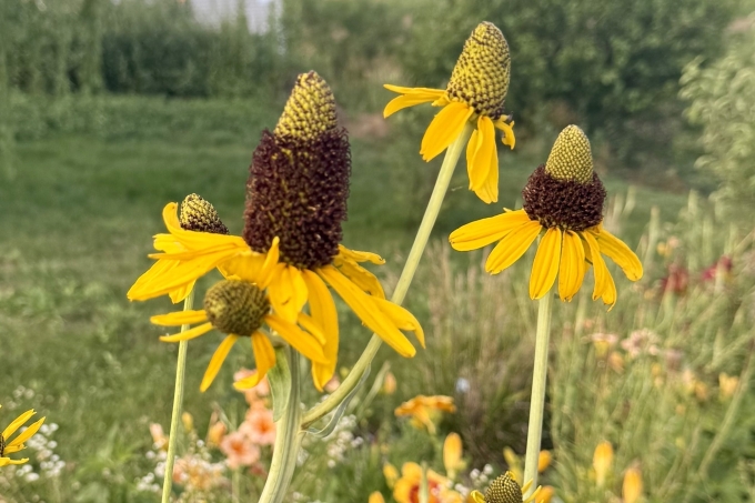 Flower