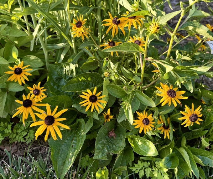 Plant - Evening