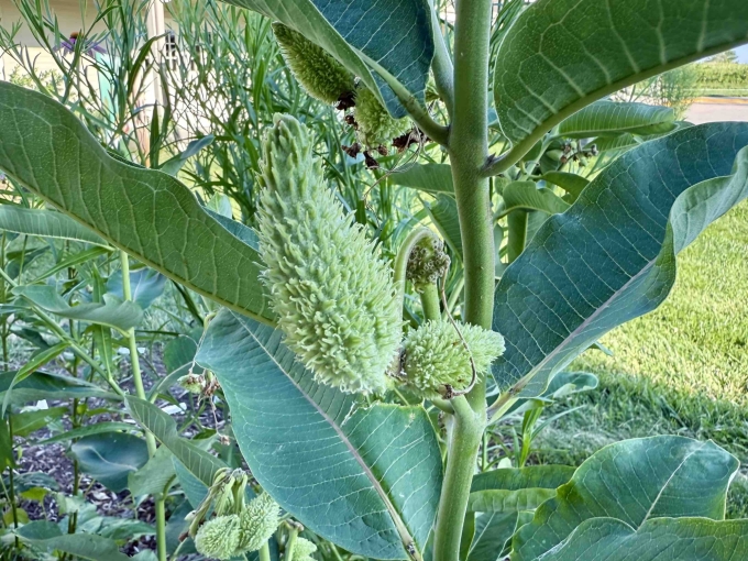 Seed Pod