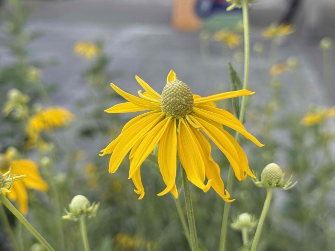Flower