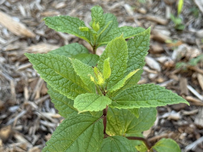 Foliage