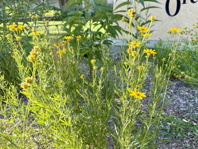 Plant
