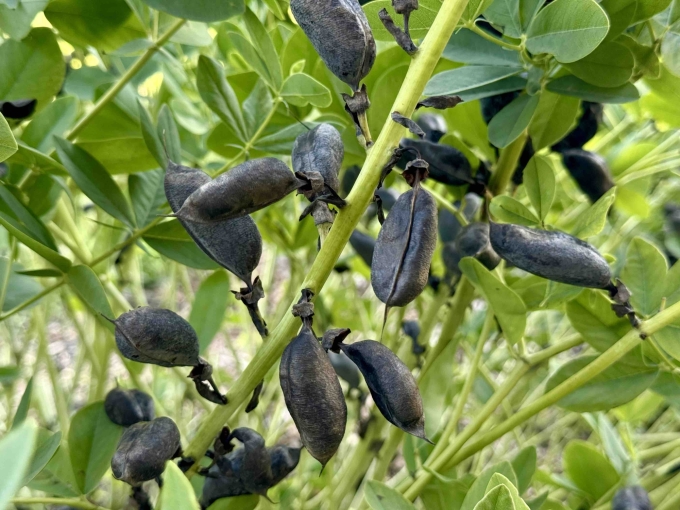 Seed Pods