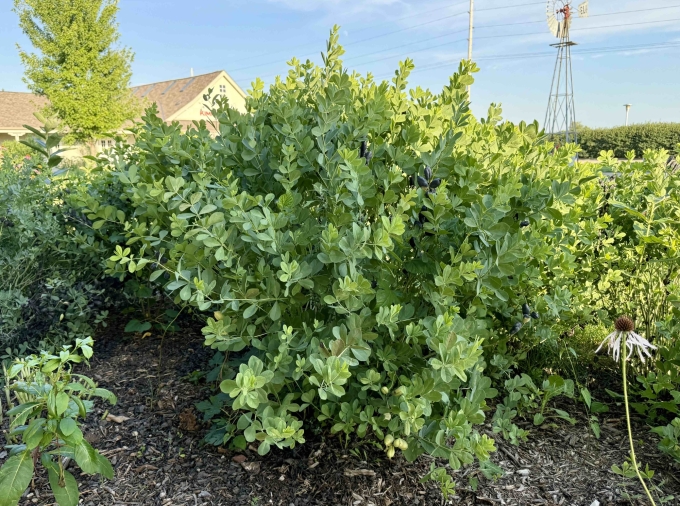 Plant