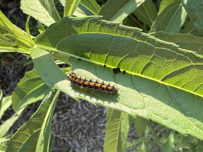 Caterpillar on Leaf