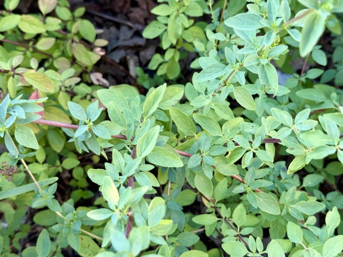 Foliage