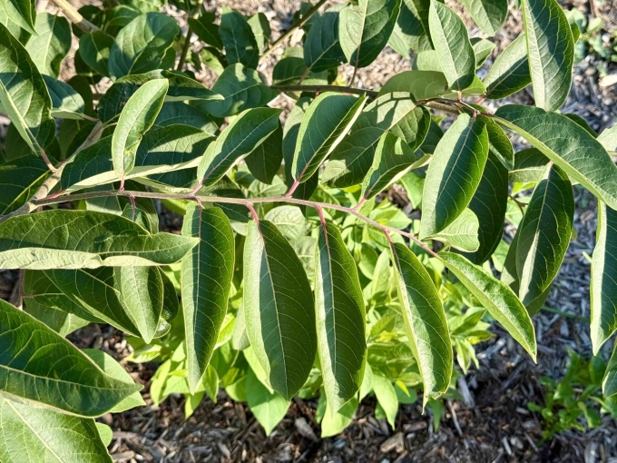 Foliage