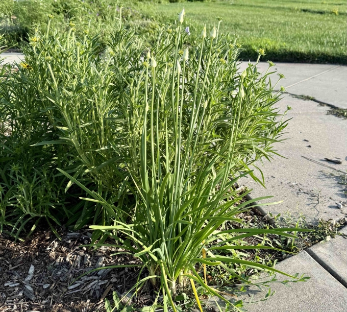 Plant