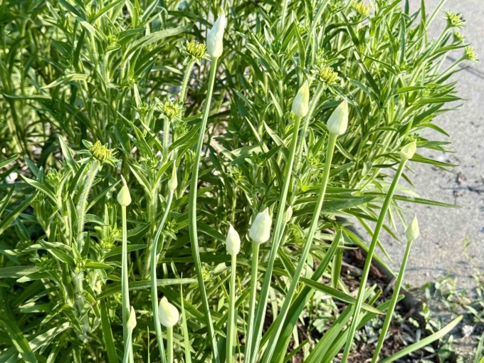 Floral Bud