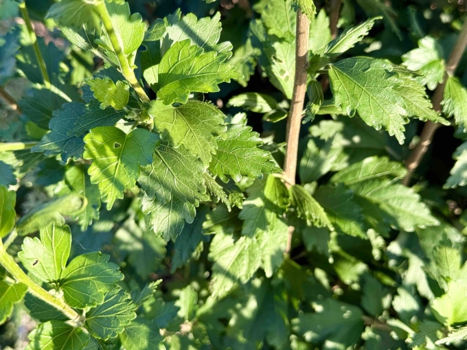 Foliage