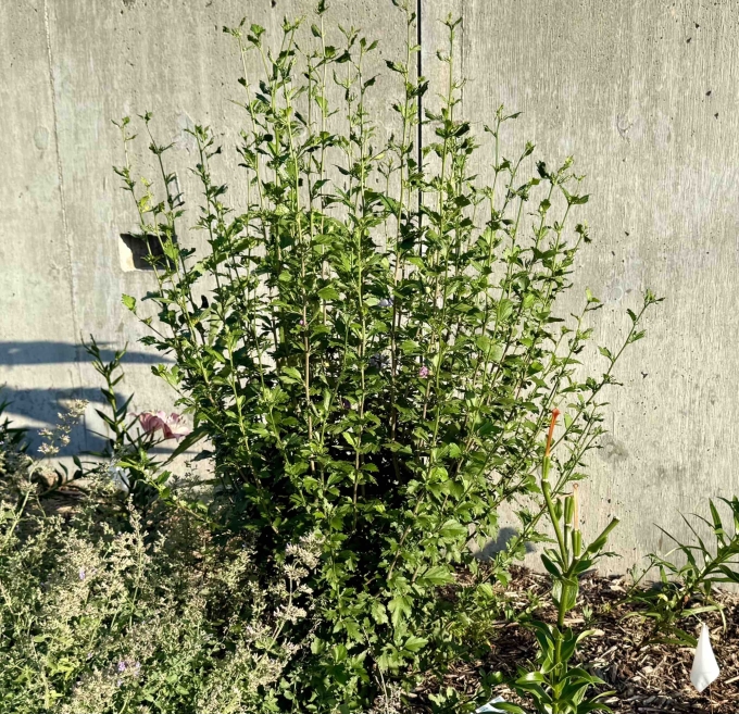 Plant
