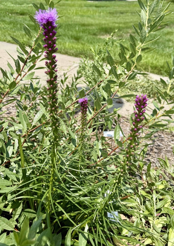 Plant