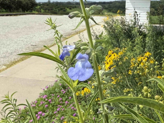 Flower