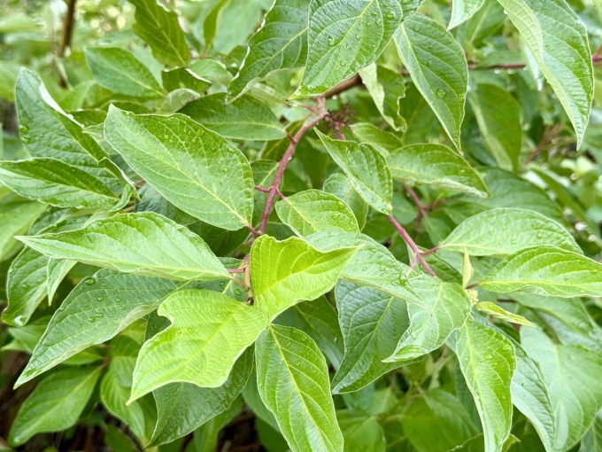 Foliage