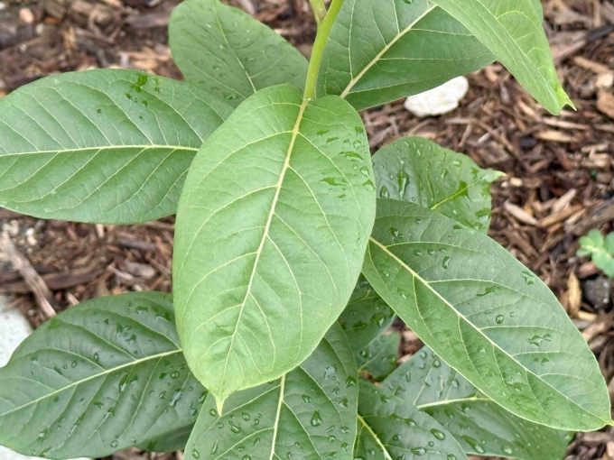 Foliage
