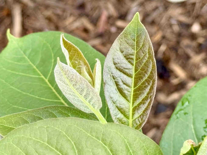 New Growth