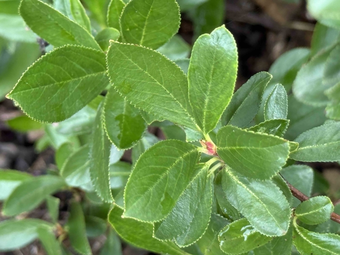 Foliage