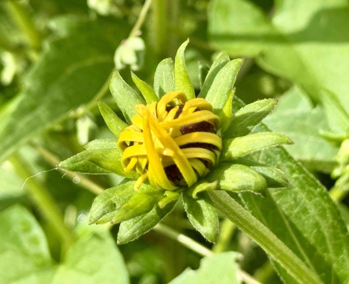 Floral Bud - Morning
