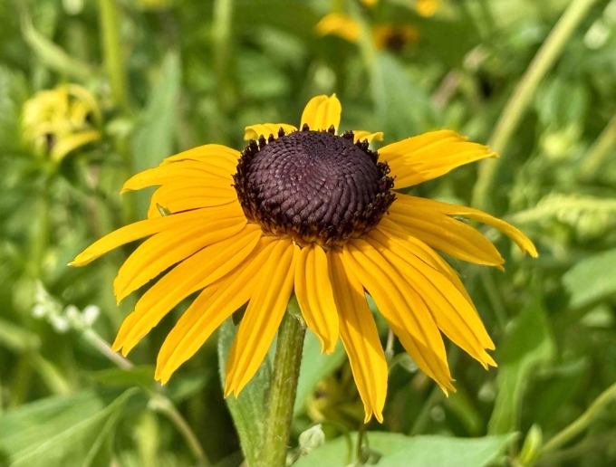Flower - Morning