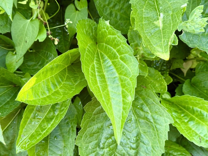 Foliage - Morning