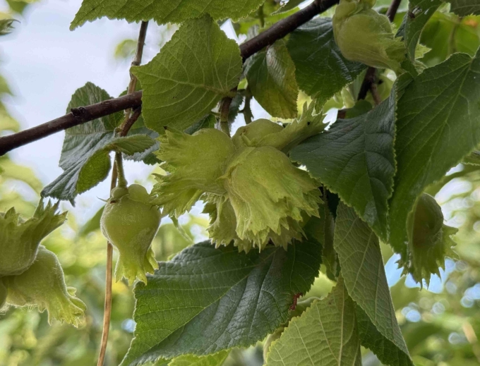 Nut - July 8th, 2025
