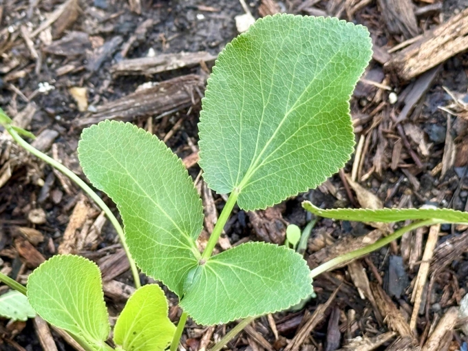 Foliage