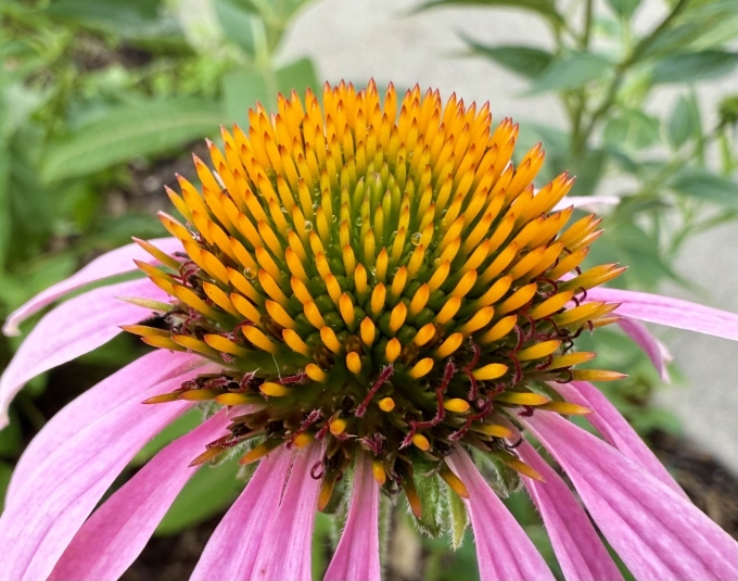 Flower - Morning