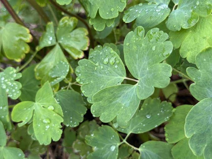 Foliage