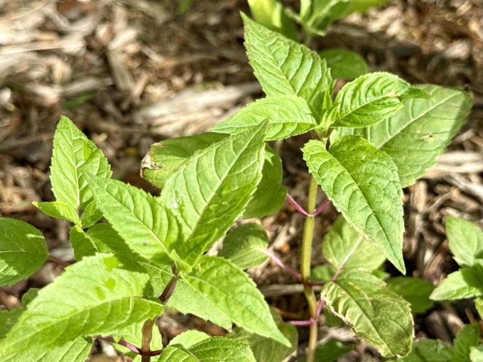 Foliage