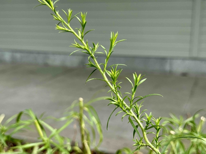 Flower Bud