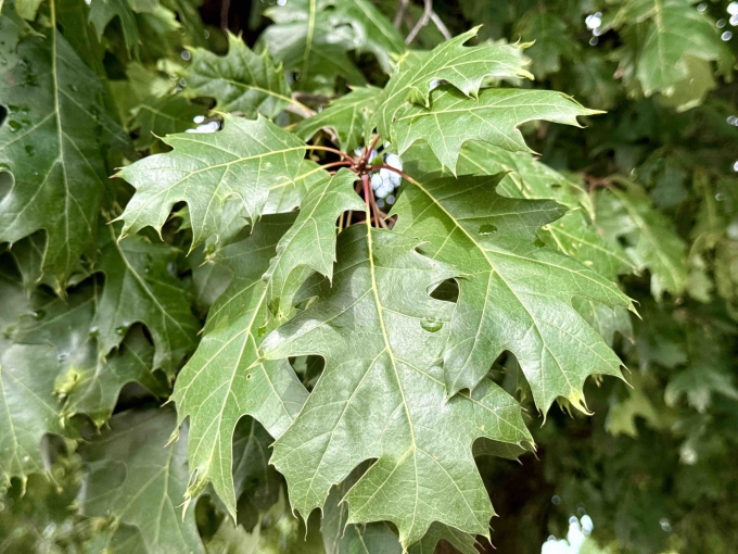 Foliage