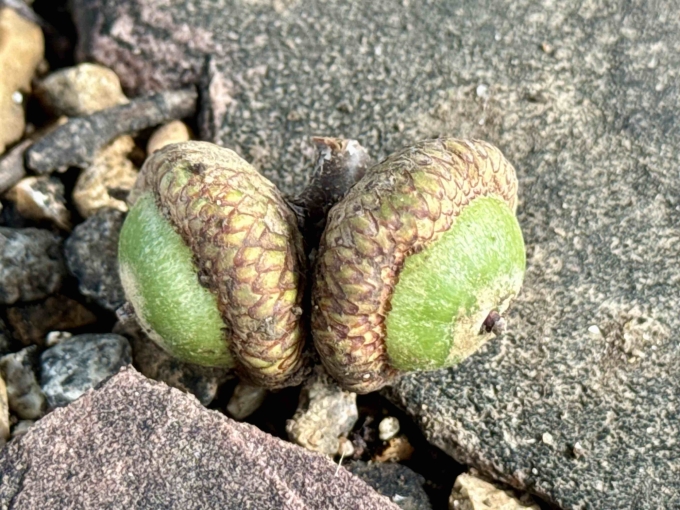 Acorns
