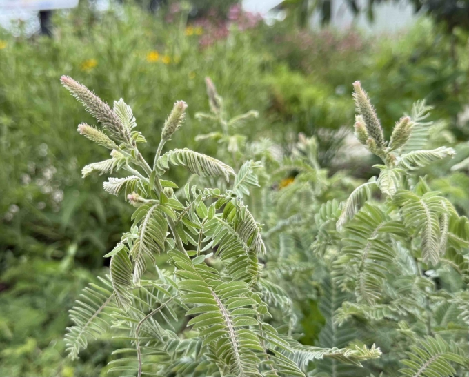 Plant