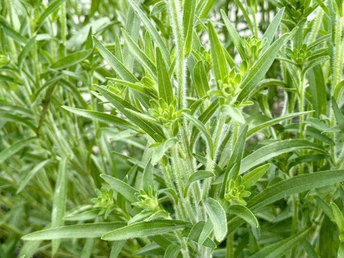Foliage and Floral Buds