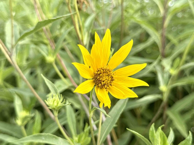 Flower - Morning