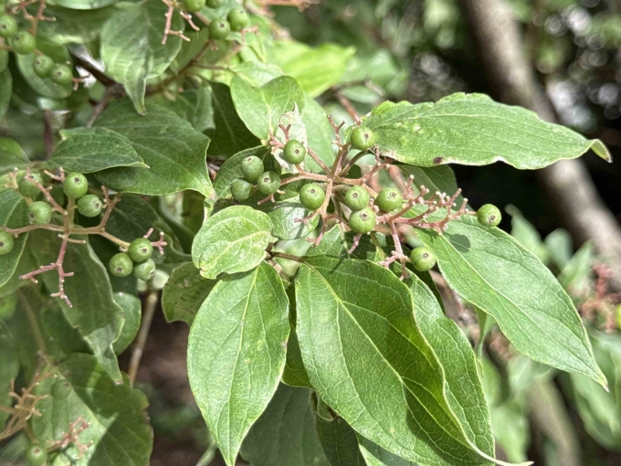 Fruit