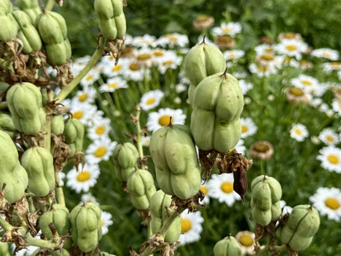 Seed Pods