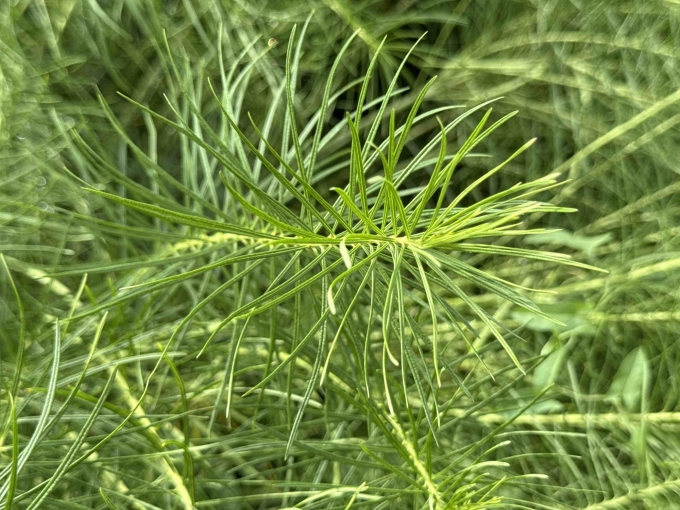 Foliage