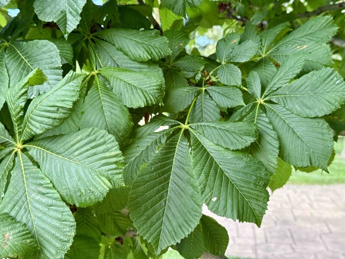 Foliage