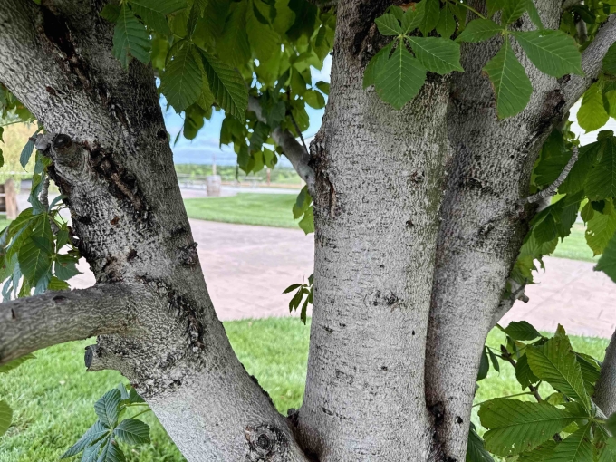 Bark