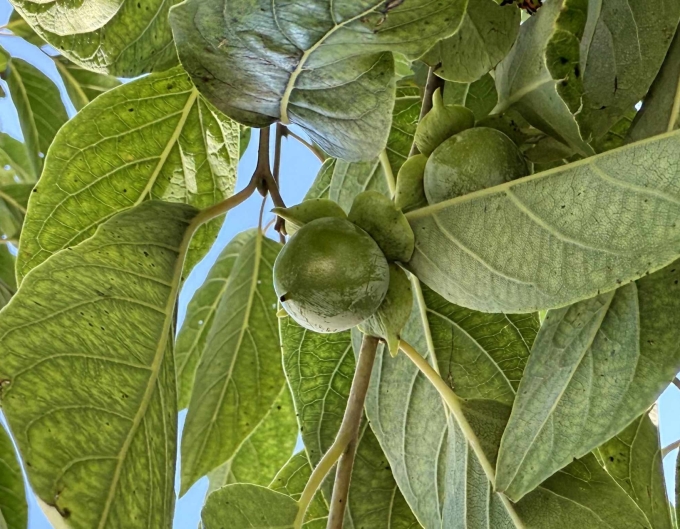 Fruit - July 8, 2025