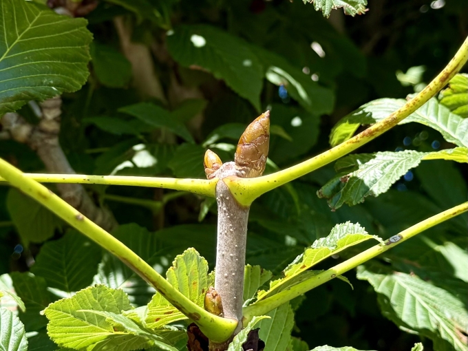 Apical Bud
