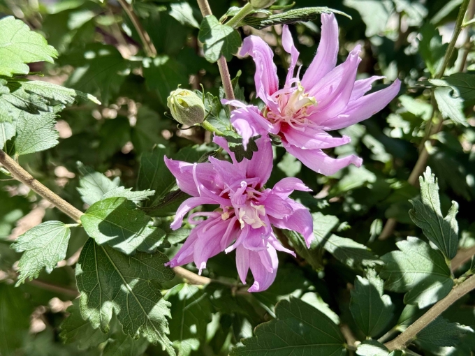 Flower - Afternoon