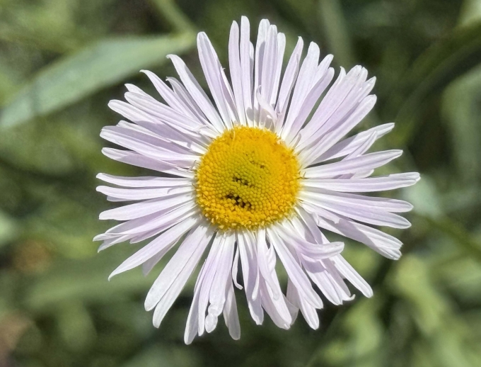 Flower - Afternoon