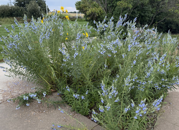 Image of the full grown plants, Salvia azurea (Blue Pitcher Sage) in full bloom on September 19, 2025.