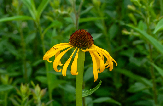Yellow coneflower with drooping petals in lush green vegetation.