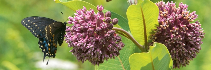 butterfly on milkweed