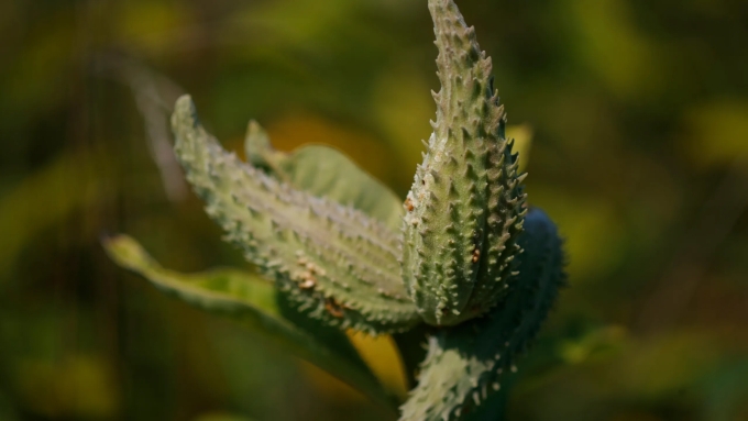 milkweed pod