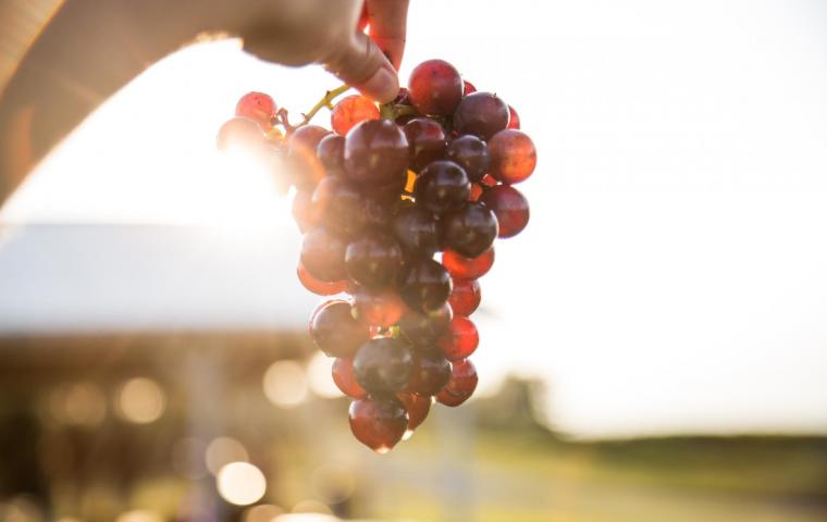 hand holding bunch of grapes