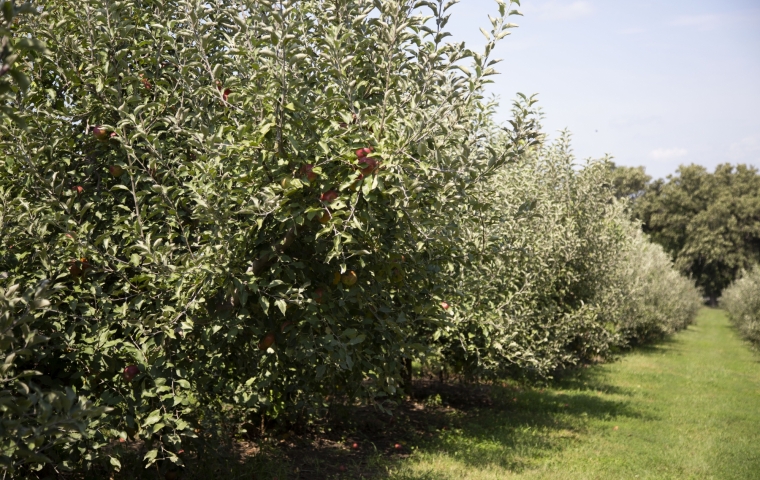 Apple Trees